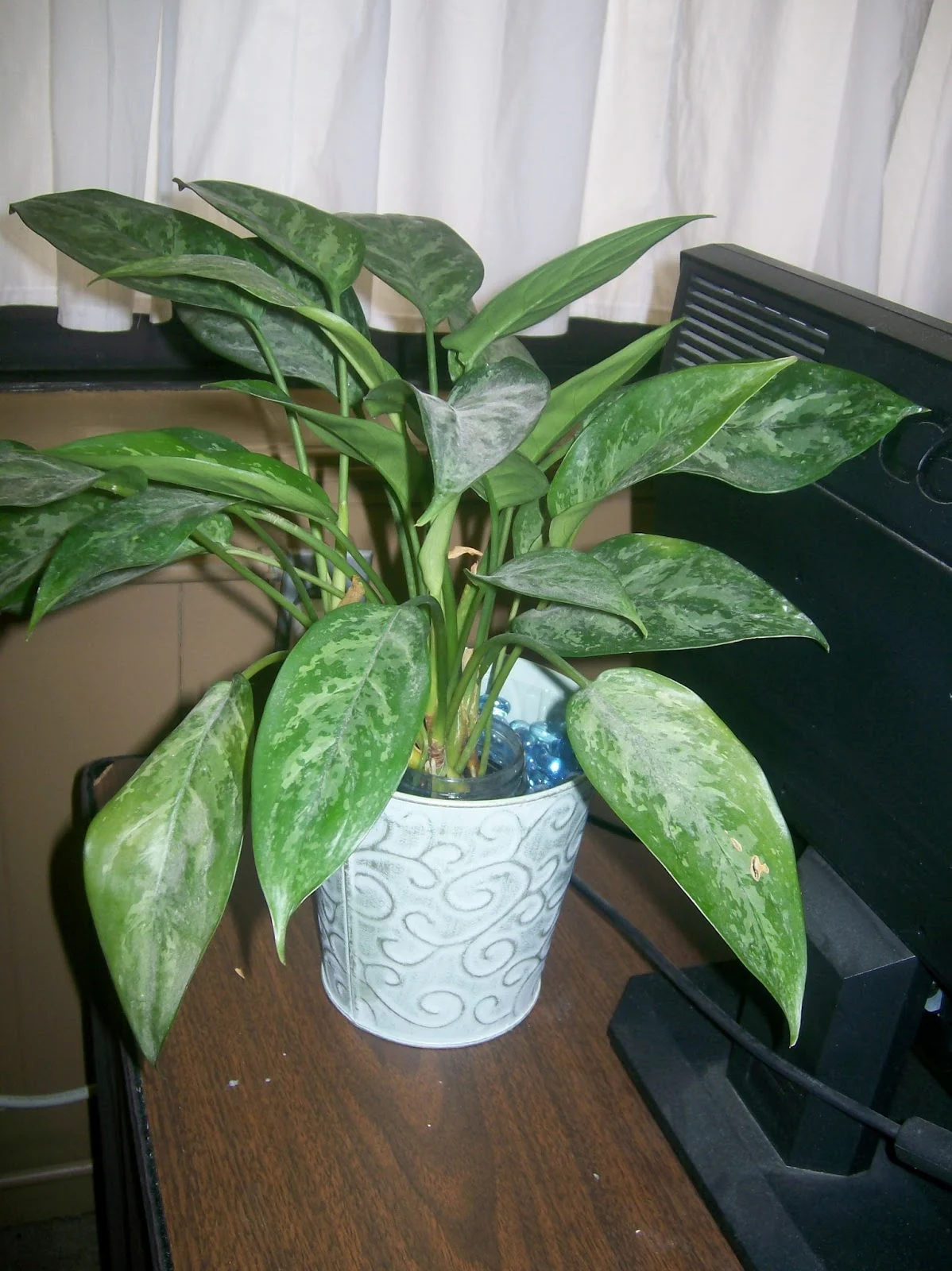 plant in classroom. 