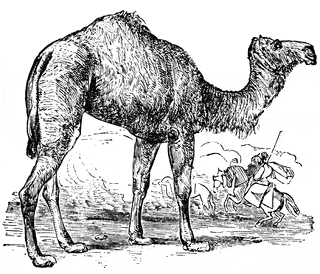 camel clipart 