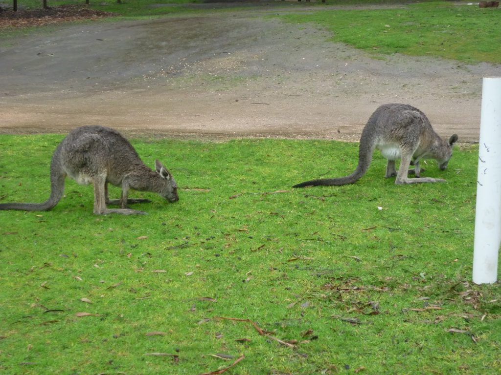 kangaroos in australia. 