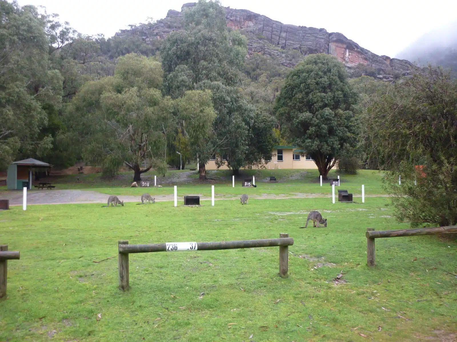 kangaroos in australia. 