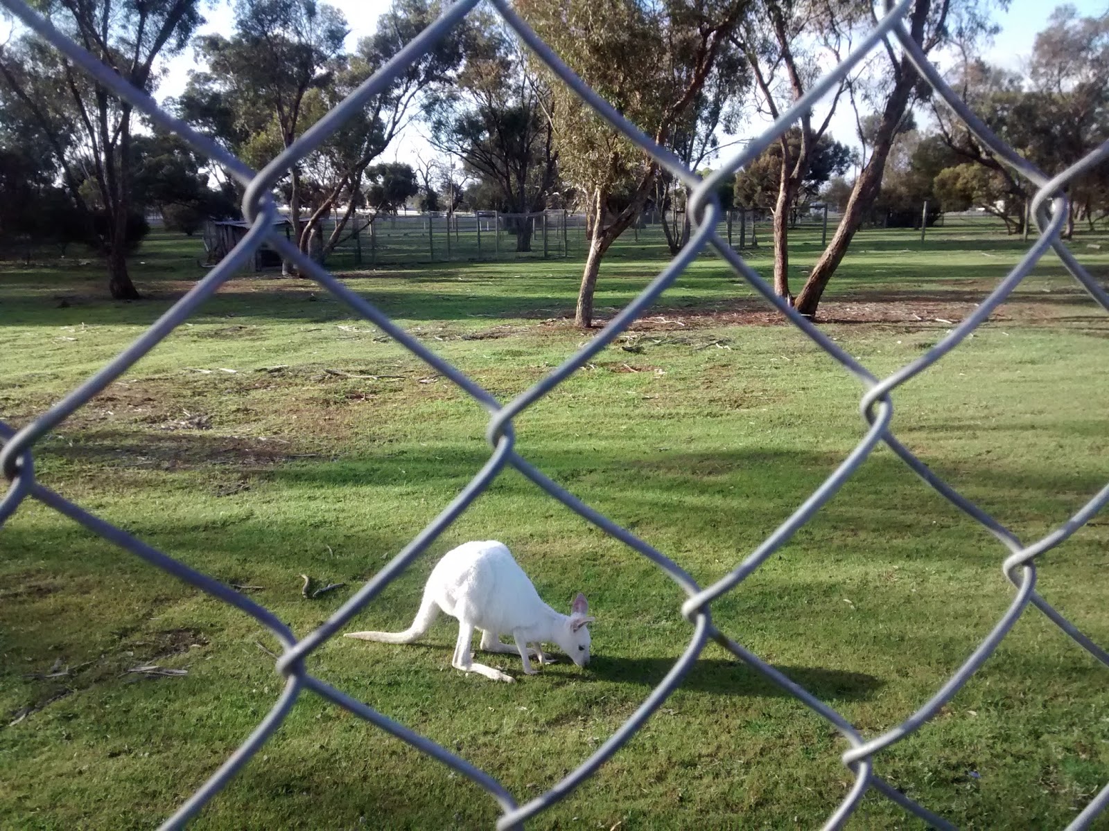 white kangaroo in bordertown australia. 