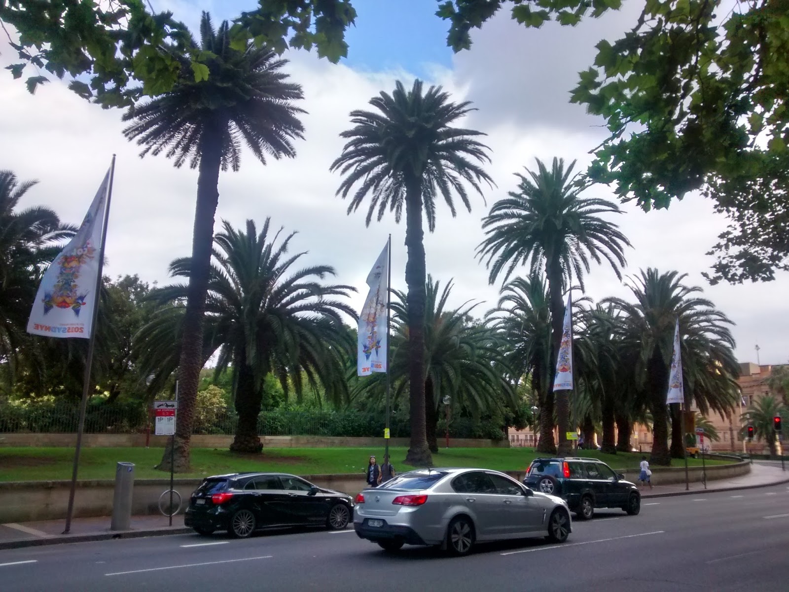 palm trees in sydney australia