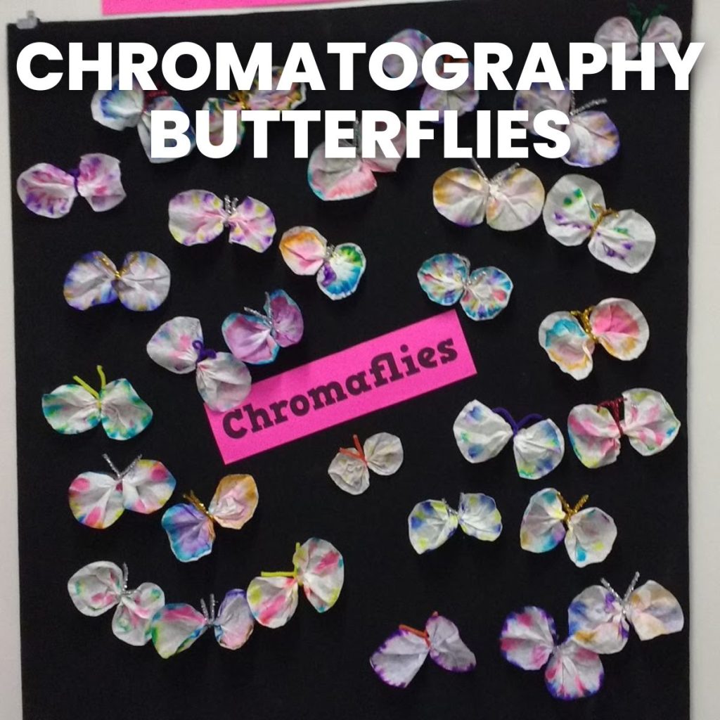 chromatography butterflies bulletin board