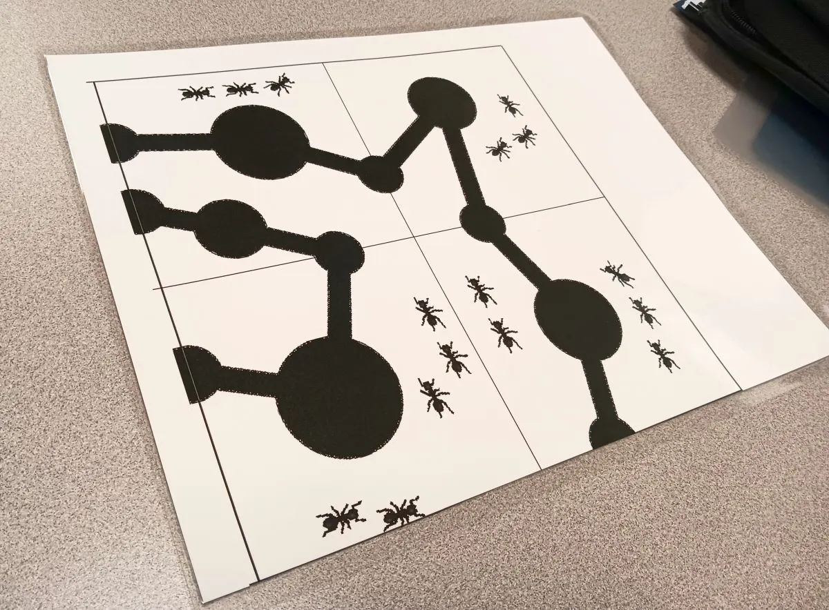 satu keping puzzle peternakan semut yang telah dilaminasi 
