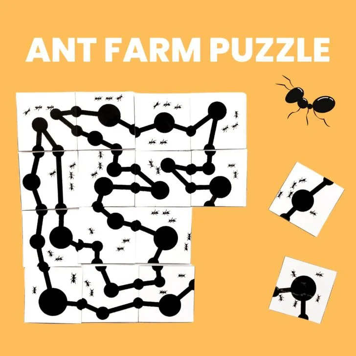 partially solved ant farm puzzle