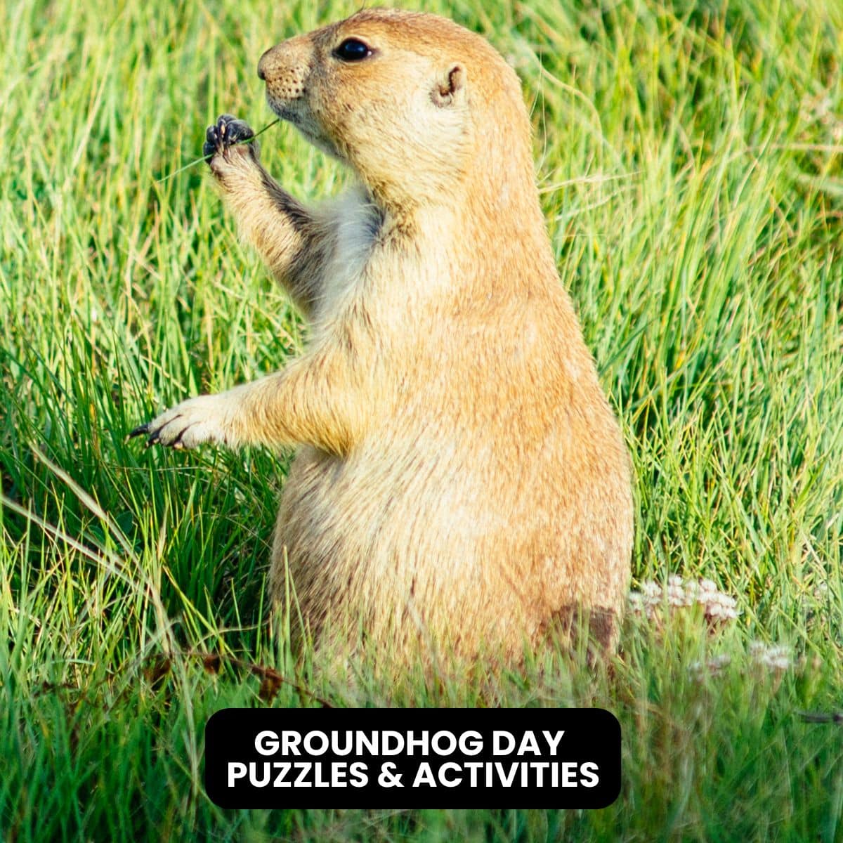 groundhog day logic puzzles and free printable activities.
