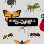 insect puzzles and activities.